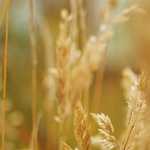 コーチングとは